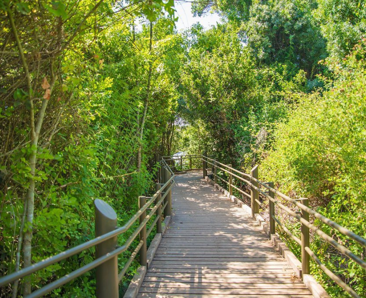 Tel Dan Nature Reserve