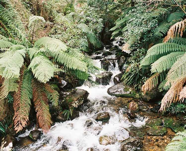 The Jungles of the Banias 