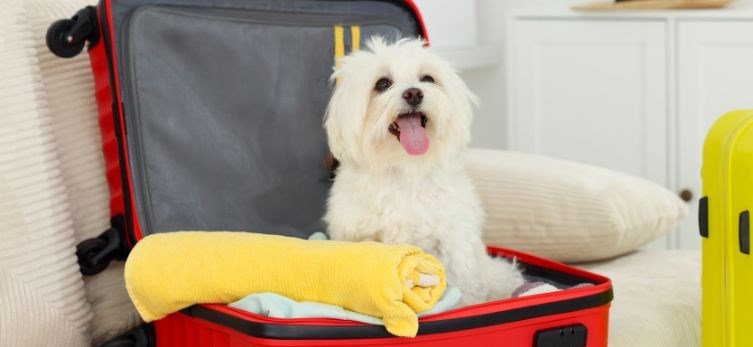 Forget the Boarding Kennel: It’s Time for a Dog-Friendly Vacation at Brown Hotels