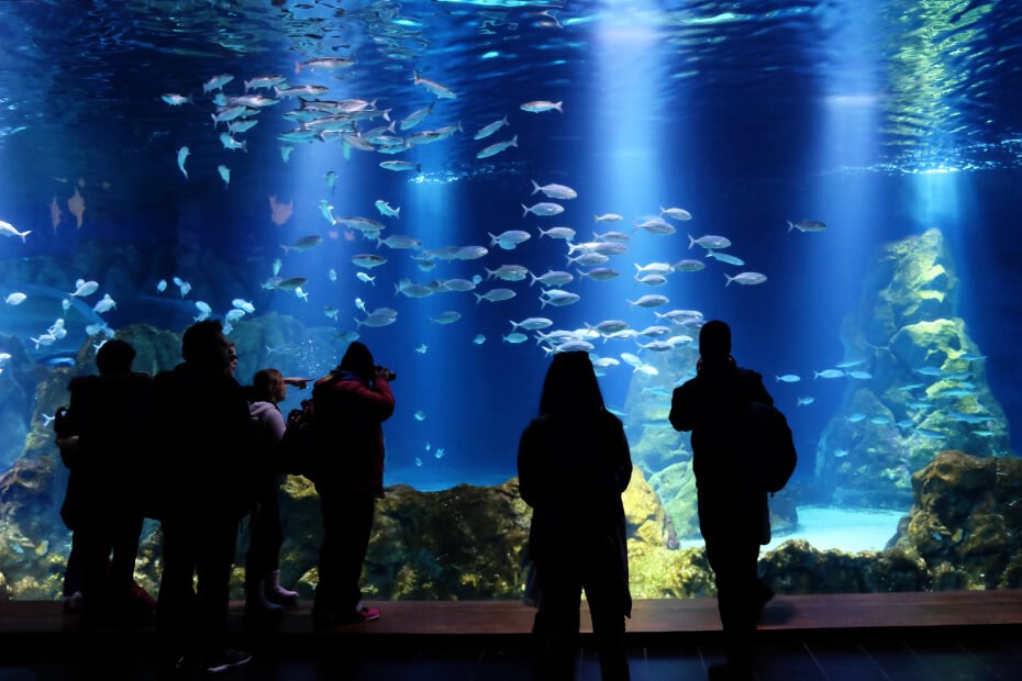 Day of Fun in Jerusalem – The Israel Aquarium