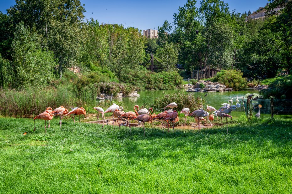 Day of Fun in Jerusalem – The Biblical Zoo