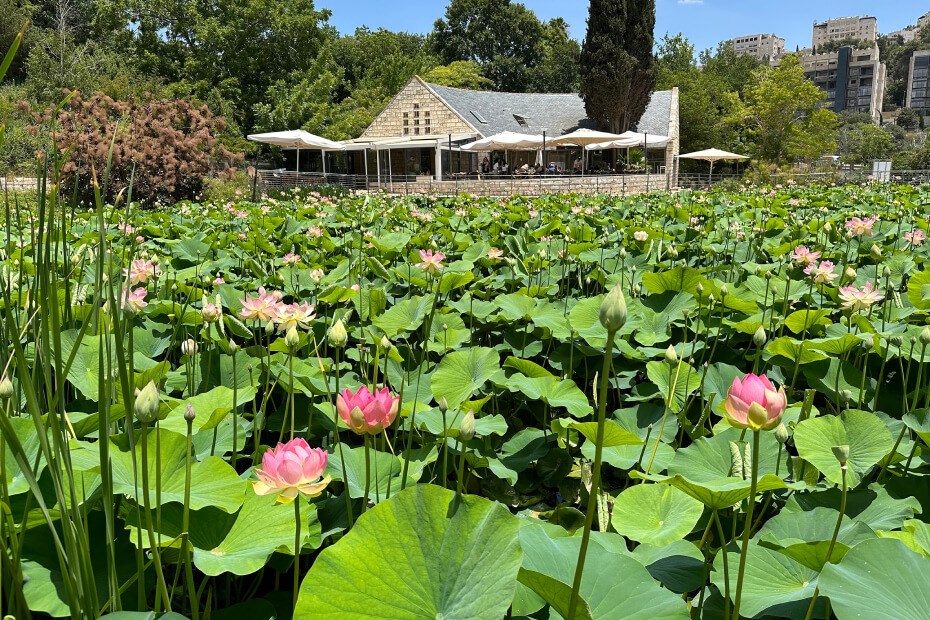 Day of Fun in Jerusalem – The Botanical Garden in Jerusalem
