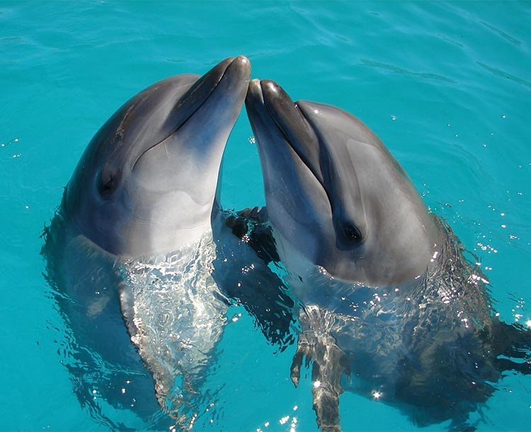 The Dolphin and Sea Center